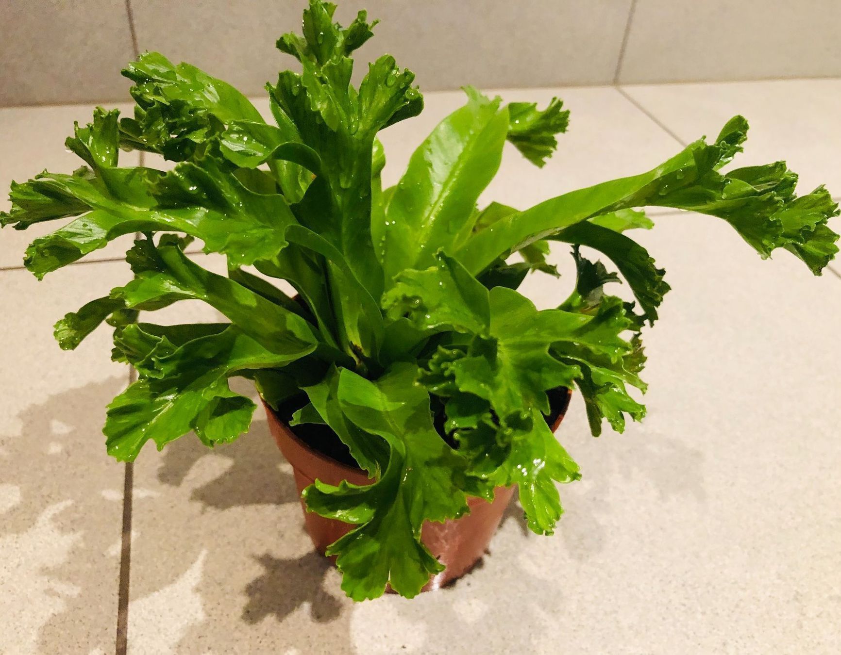 Pflanzen & Samen: Nestfarn “ASPLENIUM NIDUS” 20 cm Zimmer – Neu und originalverpackt aus Rovio von POSITIFFARTandPLANTS 7