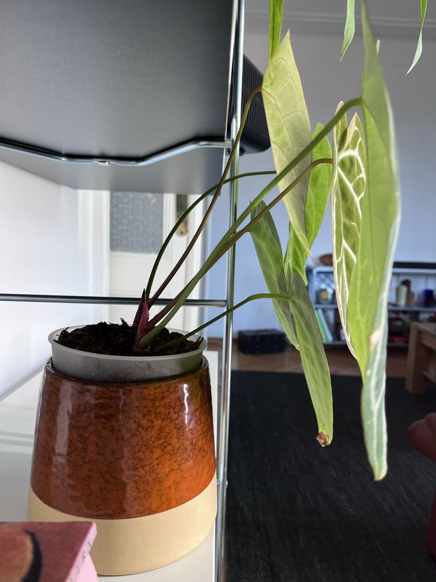 Piante & sementi: Anthurium Crystallinum  – Usato da Lugano venduto da Elo_T 1