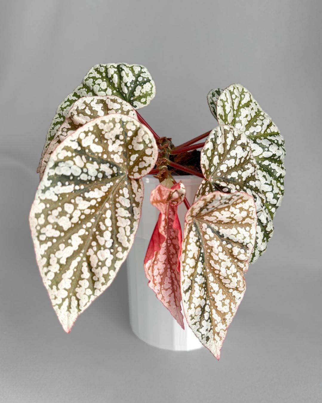 Piante & sementi: Begonia Snow Capped Variegata – Nuovo (secondo la descrizione) da Seuzach venduto da ani_ma