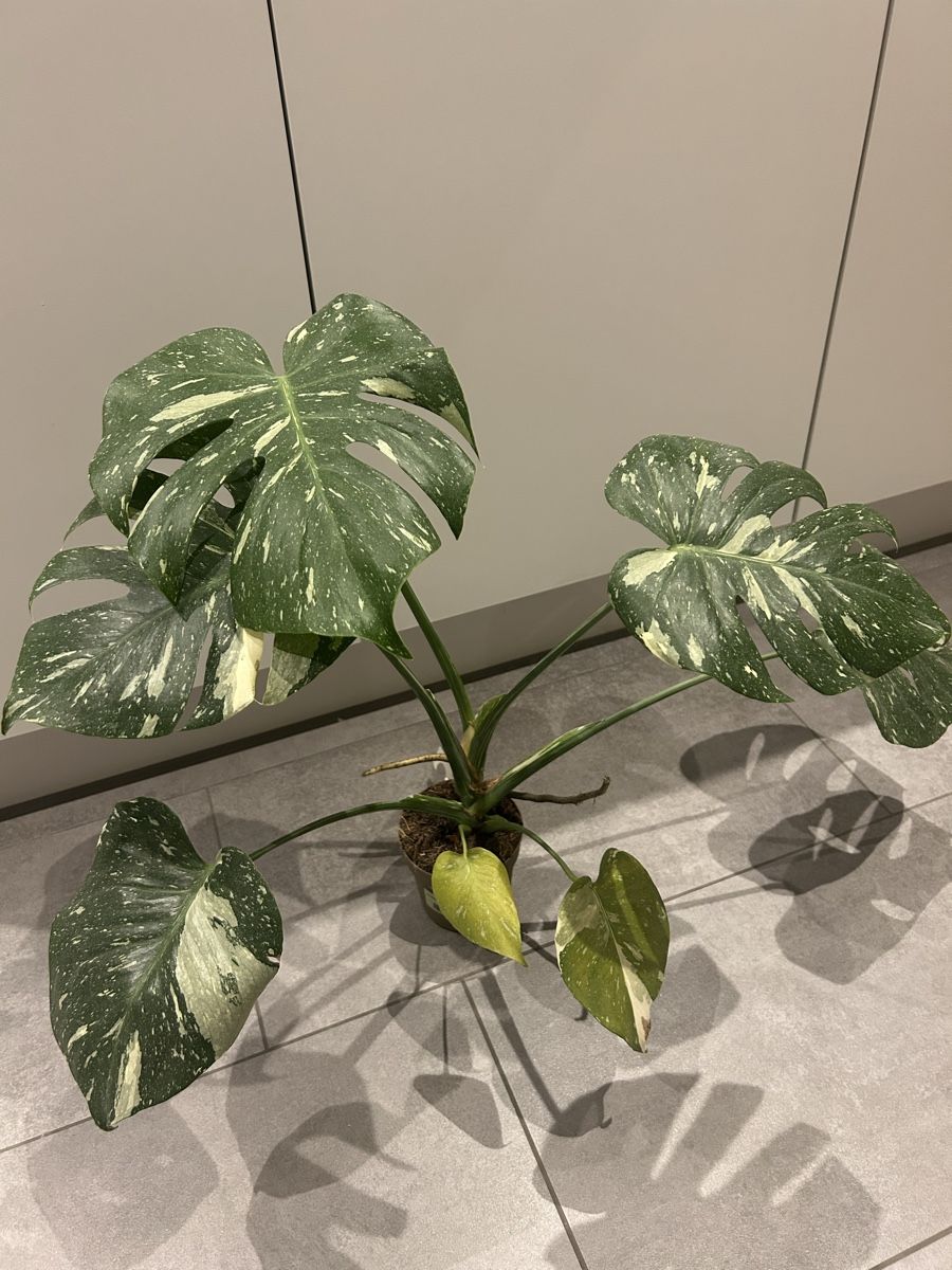 Piante & sementi: Monstrea bicolor – Usato da Regensdorf venduto da adr_95f5