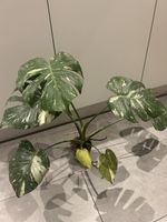 Monstrea bicolor