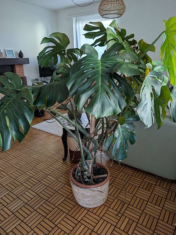 Plantes & graines: Monstera – Neuf avec emballage d'origine à Thalwil par Sopjayr
