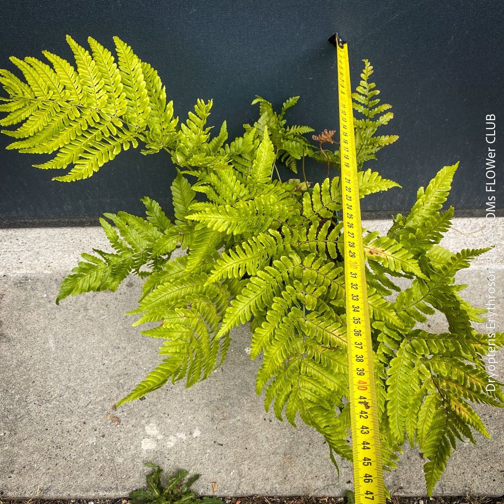 Piante & sementi: DRYOPTERIS ERYTHROSORA – HERBSTFARN – Nuovo e nell'imballaggio originale da Adliswil venduto da TAKEYOURPLANT 2