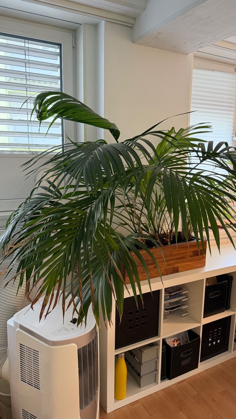 Piante & sementi: Bergpalme – Usato da Stäfa venduto da Sensor8712 1