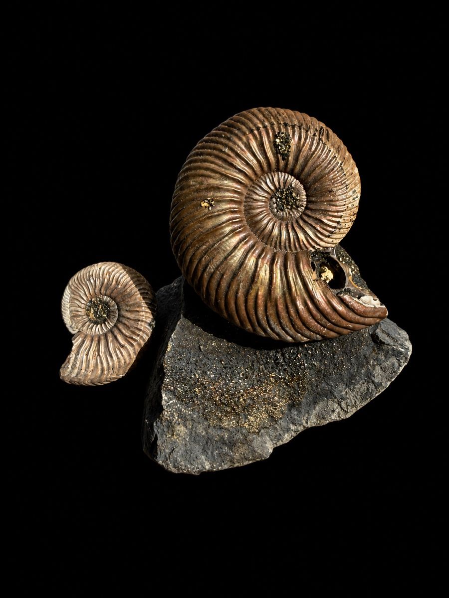 Fossili: Atemberaubende schillernde Ammoniten auf Matrix – Usato da Au SG venduto da Houseofkeichousaurus