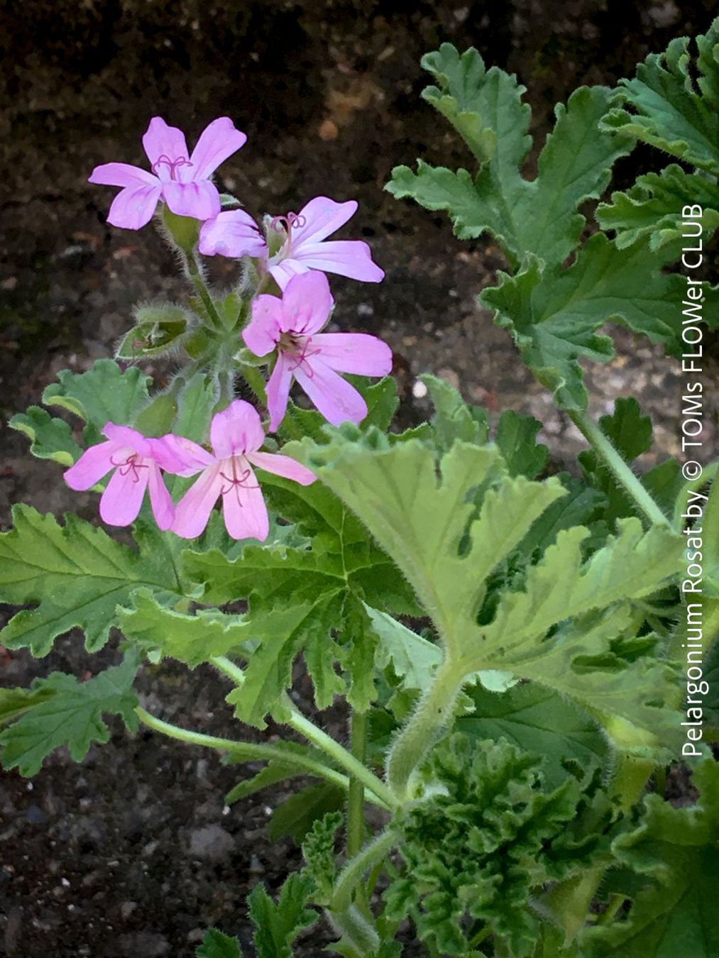 Pflanzen & Samen: Pelargonium Rosat - stark duftende Rosengeranie – Neu und originalverpackt aus Adliswil von asTOMas963
