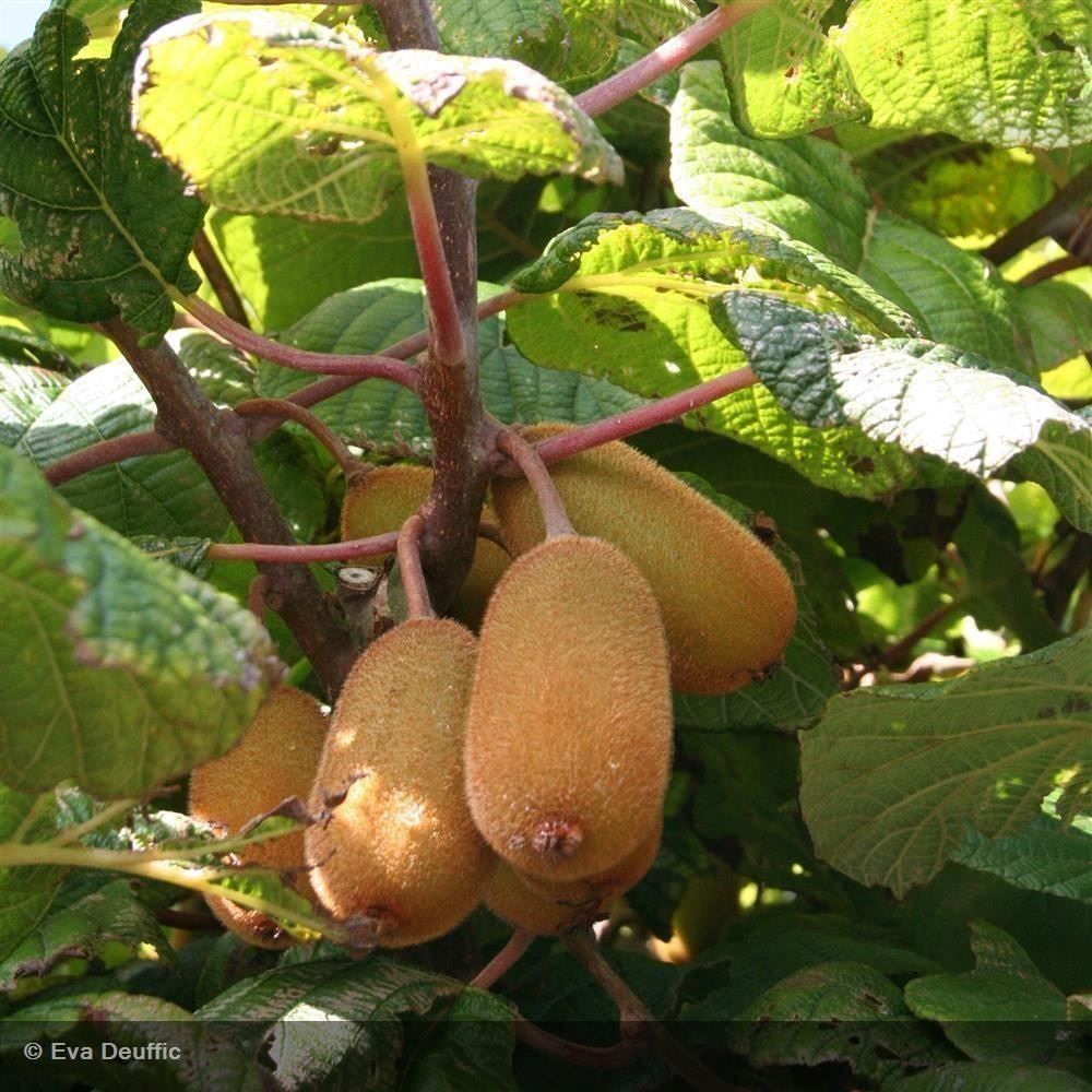 Piante & sementi: Kiwi AUTOFERTILE  2x 20-30cm – Nuovo (secondo la descrizione) da Bremblens venduto da FIBONACCI369 2