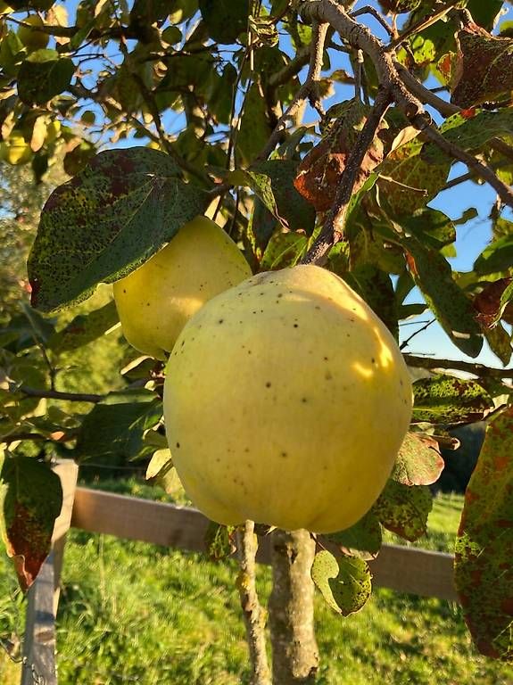 Aliments & Spécialités: Quitten – Neuf avec emballage d'origine à Heiden par himmberbub