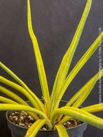 Sansevieria Gracilis Aurea Variegata - einzigartig goldig
