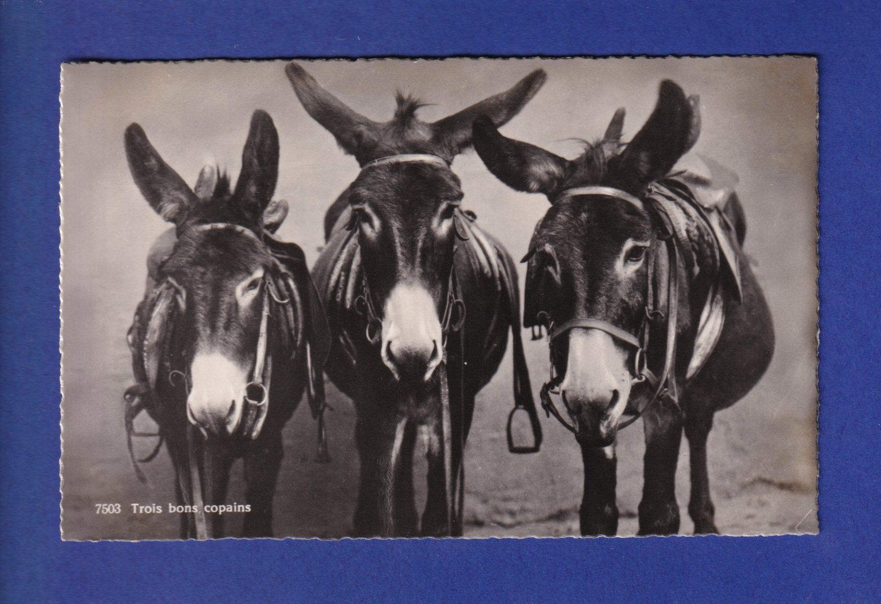 Cartoline postali: ANE - Trois bons copains – Usato da Pully venduto da nicecards-shop