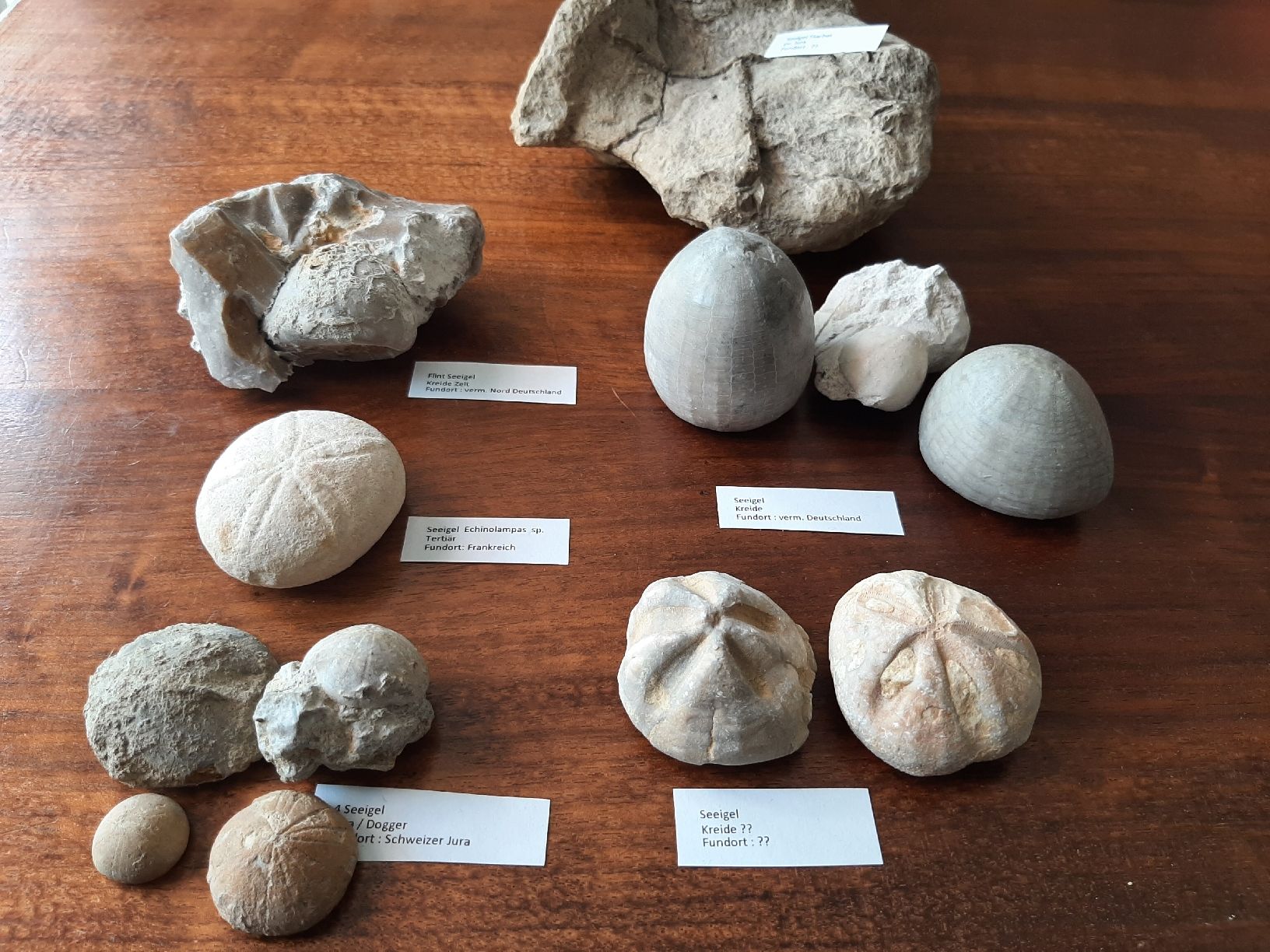 Fossili: Kleine Sammlung fossiler Seeigel  – Usato da Rickenbach BL venduto da Oktober68 8