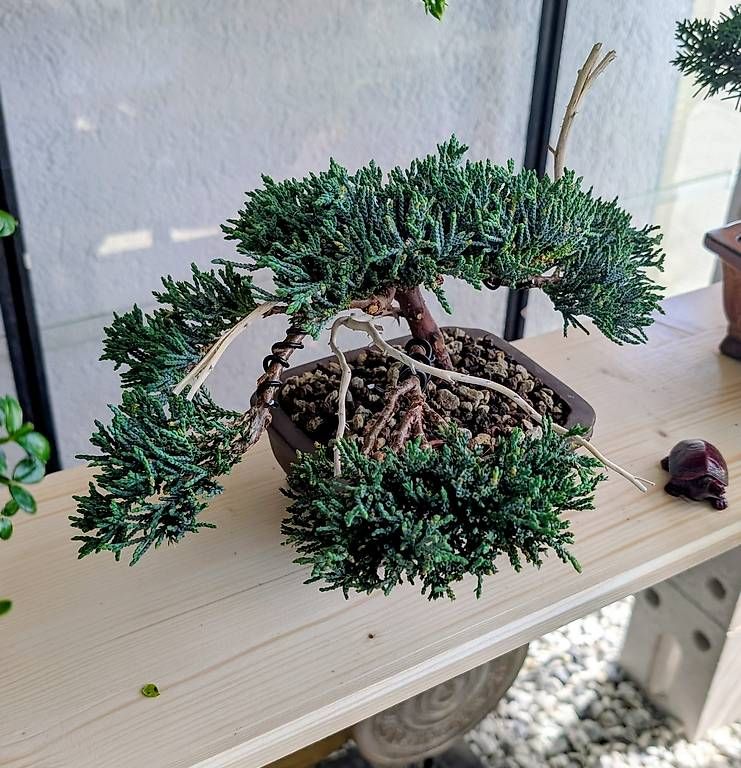 Piante & sementi: Bonsaï Juniperus chinensis  – Usato da Givisiez venduto da phi_g8ff 1