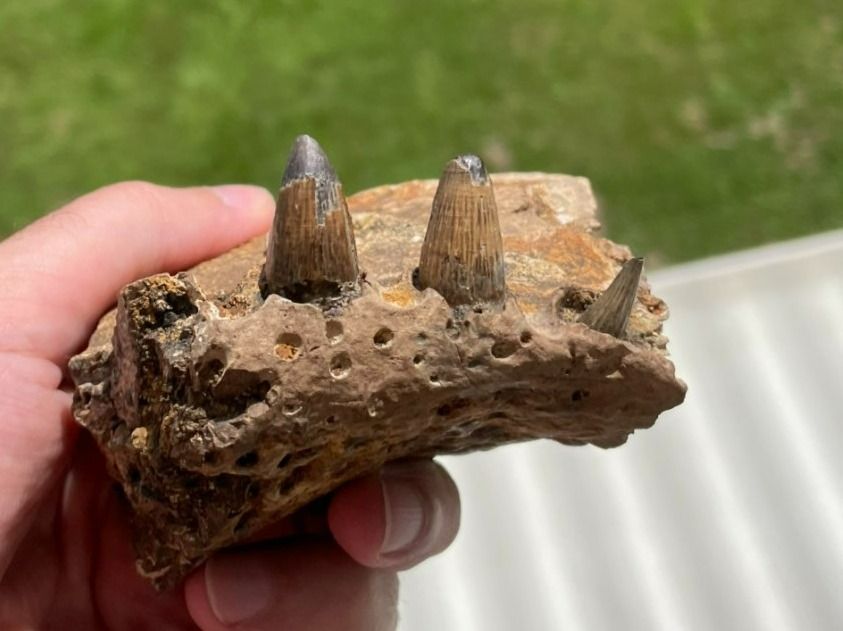 Fossili: Fossiles Krokodil Kieferstück – Usato da schüpfen venduto da rica122