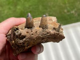 Fossiles Krokodil Kieferstück
