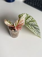 Begonia Snow Capped Variegated