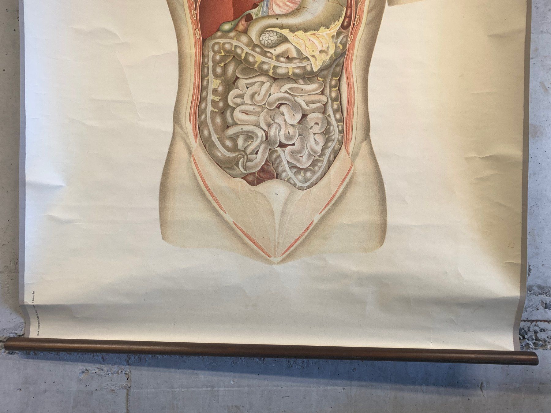 Foto & Immagini: Anatomisches Tabellenwerk Organe – Usato da Ottikon venduto da Hogdog 3