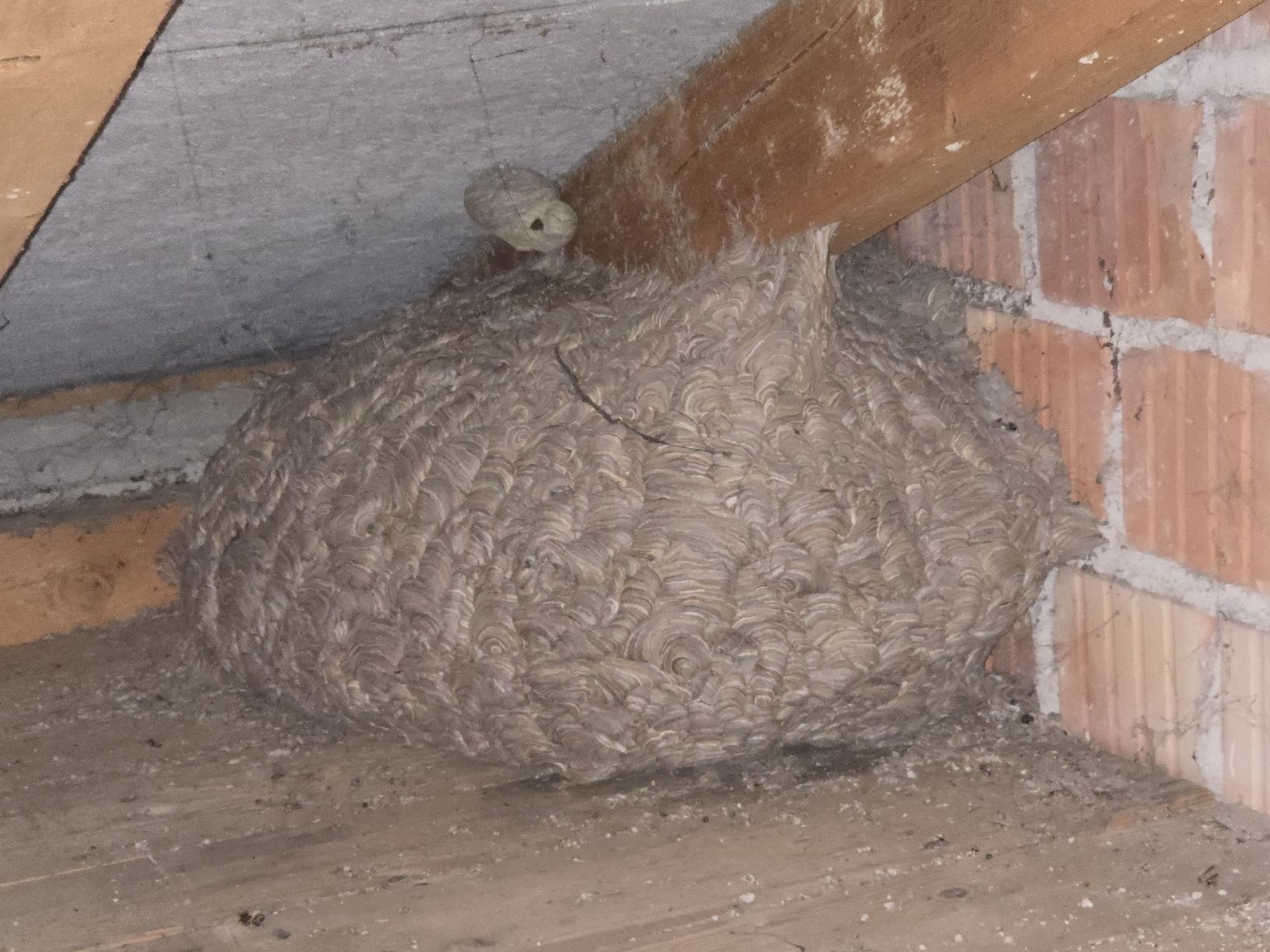 Alveari: Hornissennest (Europäische Hornisse, Vespa crabro)  60-80 cm – Nuovo (secondo la descrizione) da Füllinsdorf venduto da Pearl1
