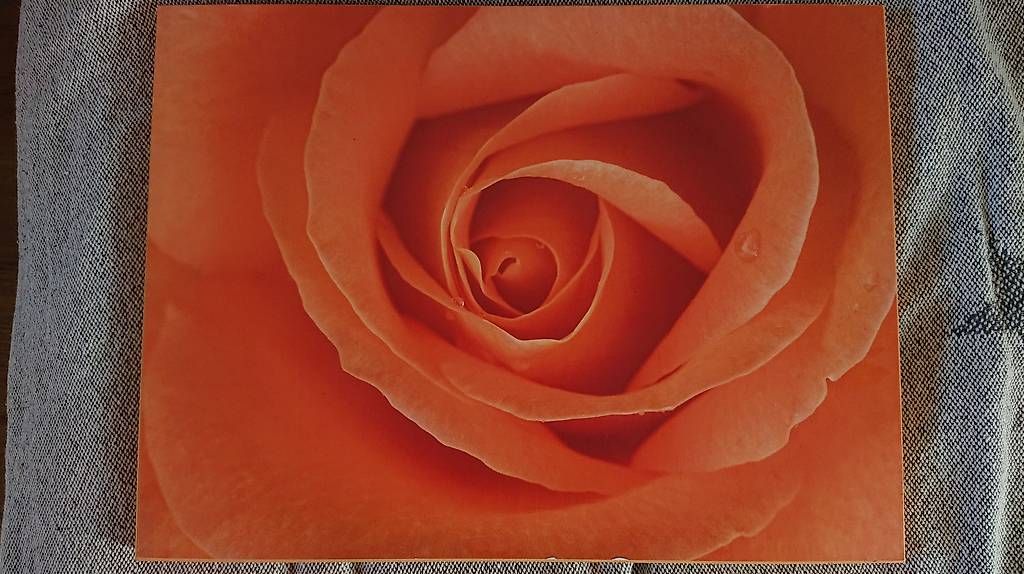 Poster & Bilder: Rosenbild in der Farbe Orange – Gebraucht aus Marbach SG von Maler35