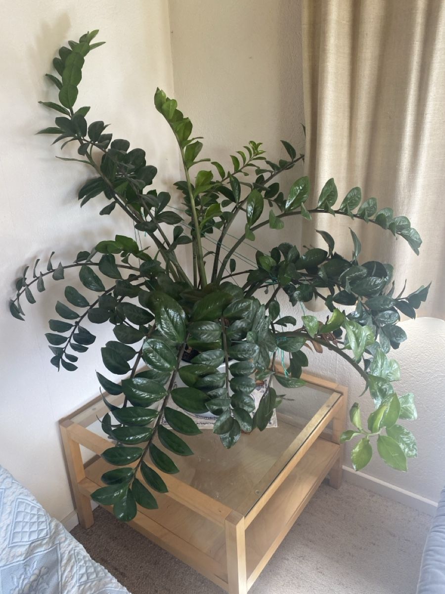 compo blumenerde 50 l COMPO SANA Qualitäts-Blumenerde kaufen main image 1