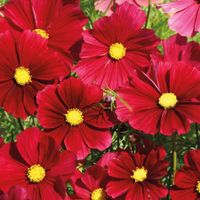 100 Samen Cosmea GAZEBO RED Schmuckkörbchen