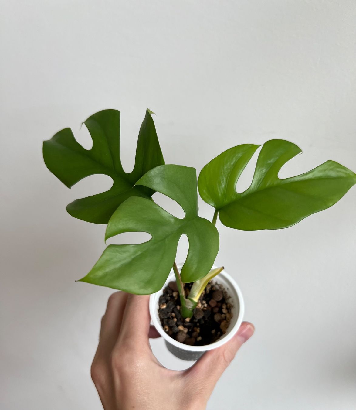 Piante & sementi: Monstera minima💚 – Usato da Glattpark(Opfikon) venduto da ste_n99y 3