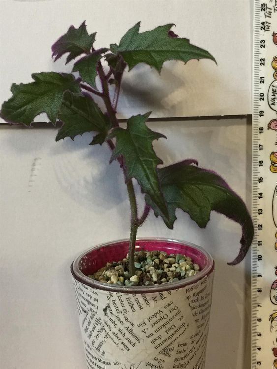 Piante & sementi: Gynura aurantiaca, bewurzelter Steckling – Nuovo (secondo la descrizione) da Winterthur venduto da Aniger 3