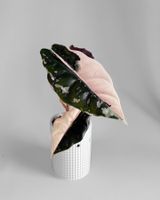Alocasia Chantrieri Pink Variegata