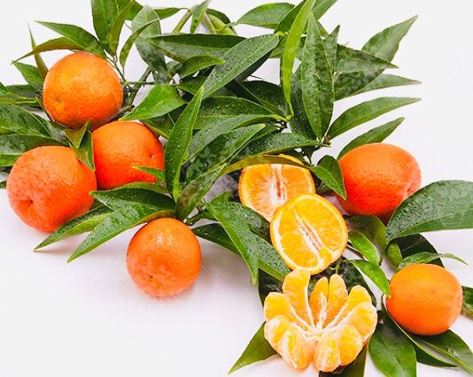 Piante & sementi: Ab 5.- fr 5 Samen Clementino CITRUS RETICULATA – Nuovo e nell'imballaggio originale da Rovio venduto da POSITIFFARTandPLANTS 5