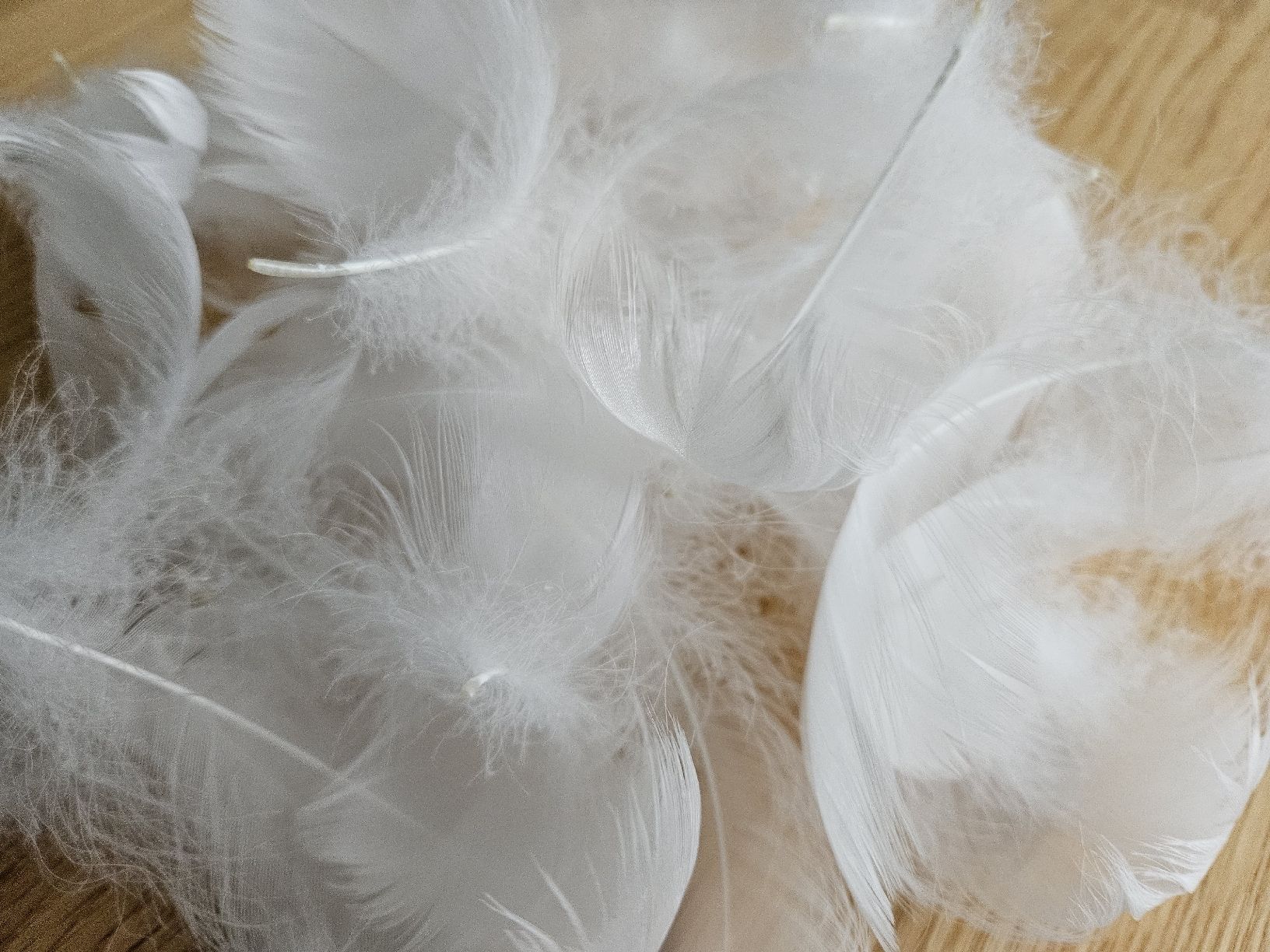 Welt der Tiere: Weisse Federn Schwan – Neu (gemäss Beschreibung) aus Wallenwil von luc_mei 1