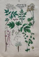 Antike Lithographie BOTANIK, 1880 - Dekorativ, 27 x 18 cm