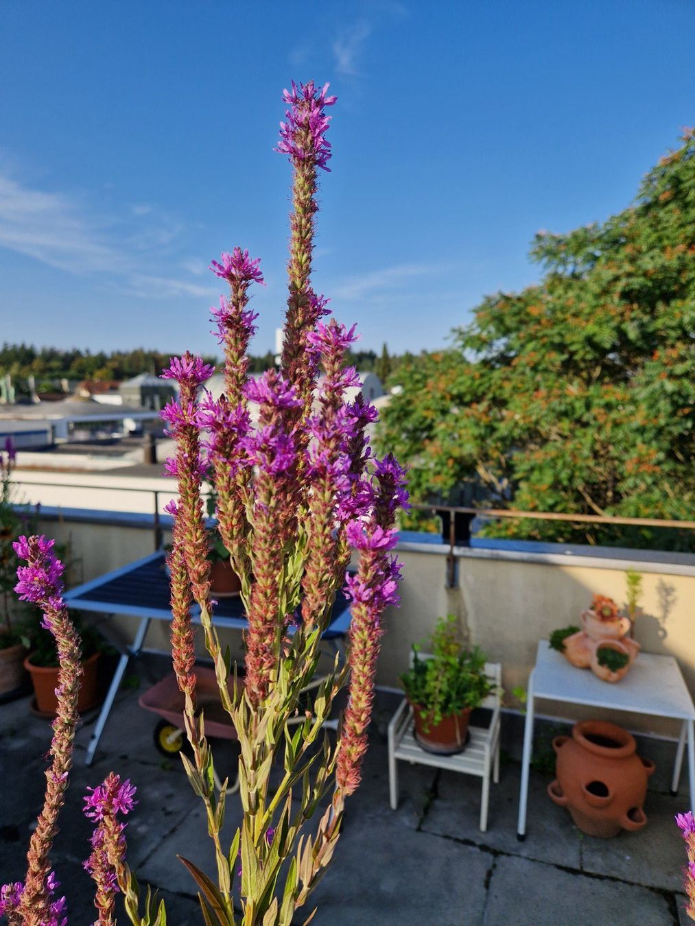 Piante & sementi: Balkon-/Gartenpflanze: Blutweiderich – Usato da Münchenbuchsee venduto da Aare22