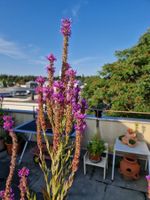 Balkon-/Gartenpflanze: Blutweiderich