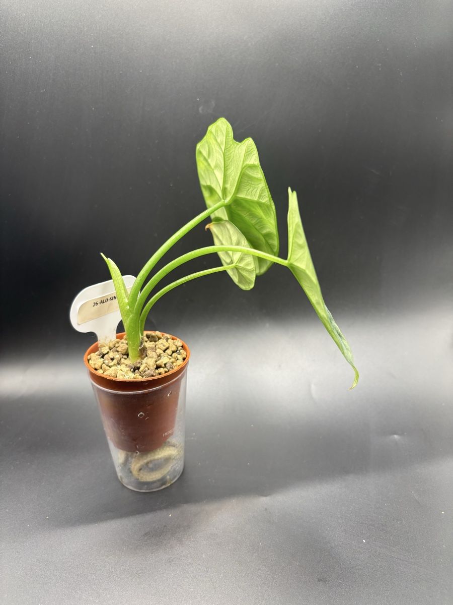 Piante & sementi: Alocasia Sinuata (1-3) – Nuovo e nell'imballaggio originale da Basel venduto da Pink_White 1