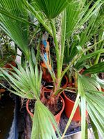 XL HOCHE PALME FÜR DRAUSSEN  "WASHINGTONIA ROBUSTA"  🌴‪