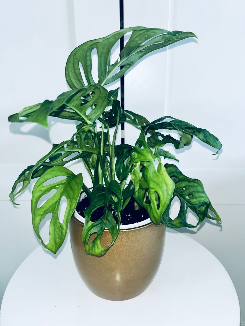 Plantes & graines: Monstera 'Monkey Leaf Monstera adansonii & ceramic cache pot – D'occasion à Kilchberg ZH par malibubeach 3