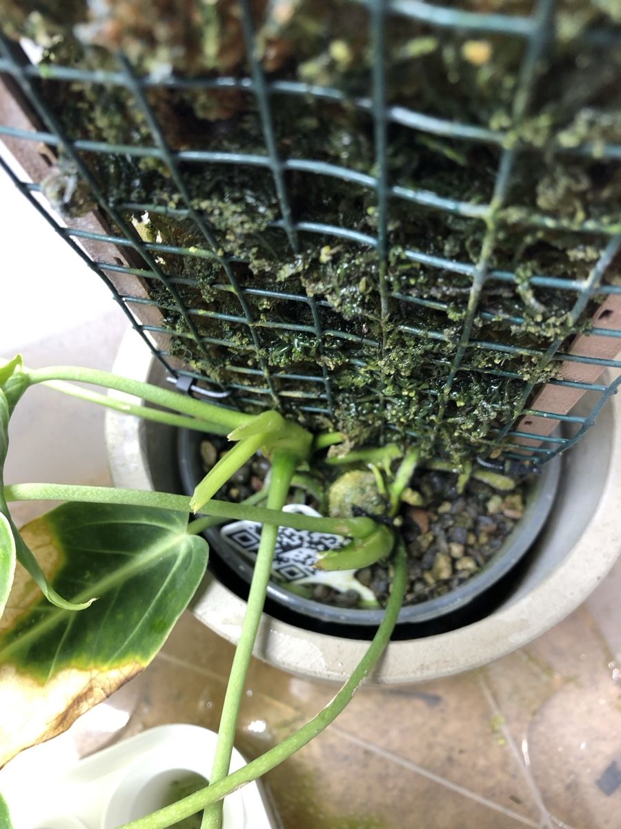 bonsai wein Claus Preisinger | Bonsai 2024