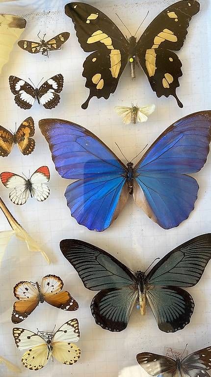 Welt der Tiere: Tableau de papillons – Gebraucht aus Villars-le-Terroir von Sansan82 2