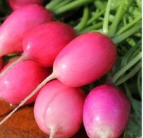 RADIESCHEN „Morgenröte“ /15 Samen / Eierformig und mild