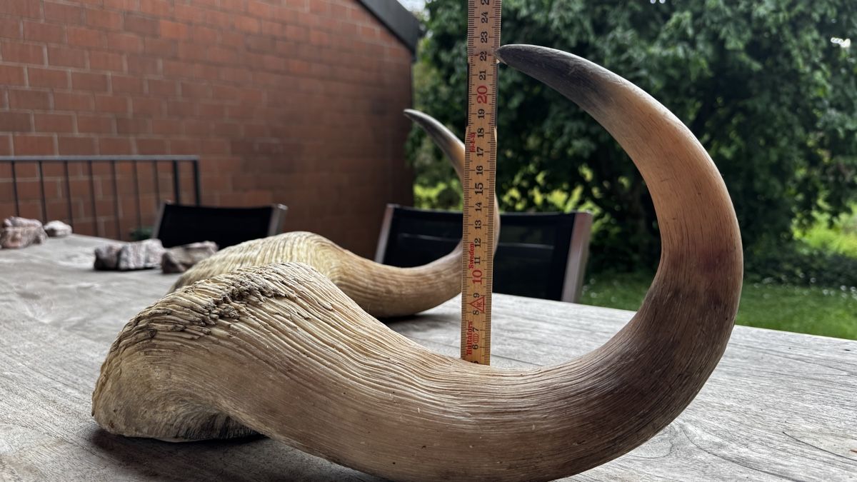 Il mondo degli animali: Imposante Moschusochse Hörner – Usato da Mönchaltorf venduto da Own 4