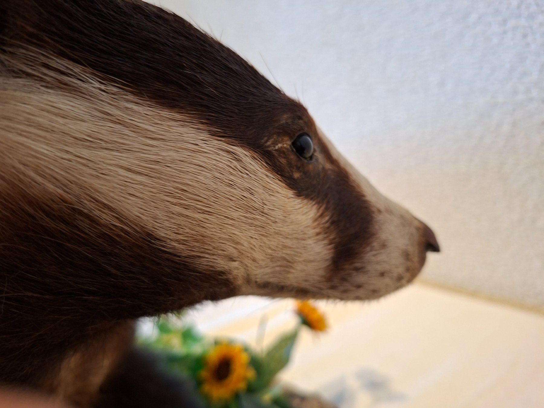 Il mondo degli animali: Dachs – Usato da Wünnewil venduto da Boschung1 3