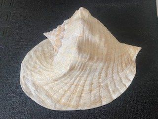 Tutte le decorazioni: Muschel – Usato da Birsfelden venduto da edw_2mjn 1