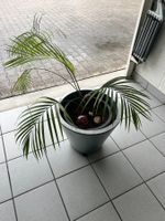 Zimmerpalme