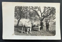 Stiere, Bullen mit Besitzer, Obstbäume/ Fotokarte ca. 1920