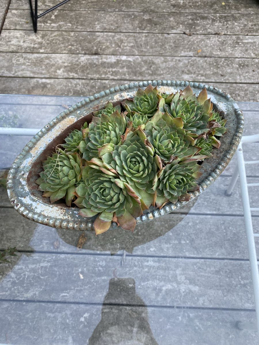 Vasi per fiori: Blumentopf Gusseisen – Usato da burgdorf venduto da kaethiduebi 1