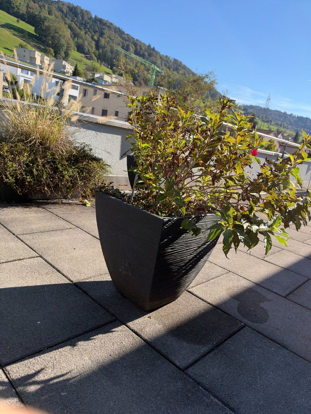 Piante & sementi: Garten Weigelie – Usato da Root venduto da calmchris 2