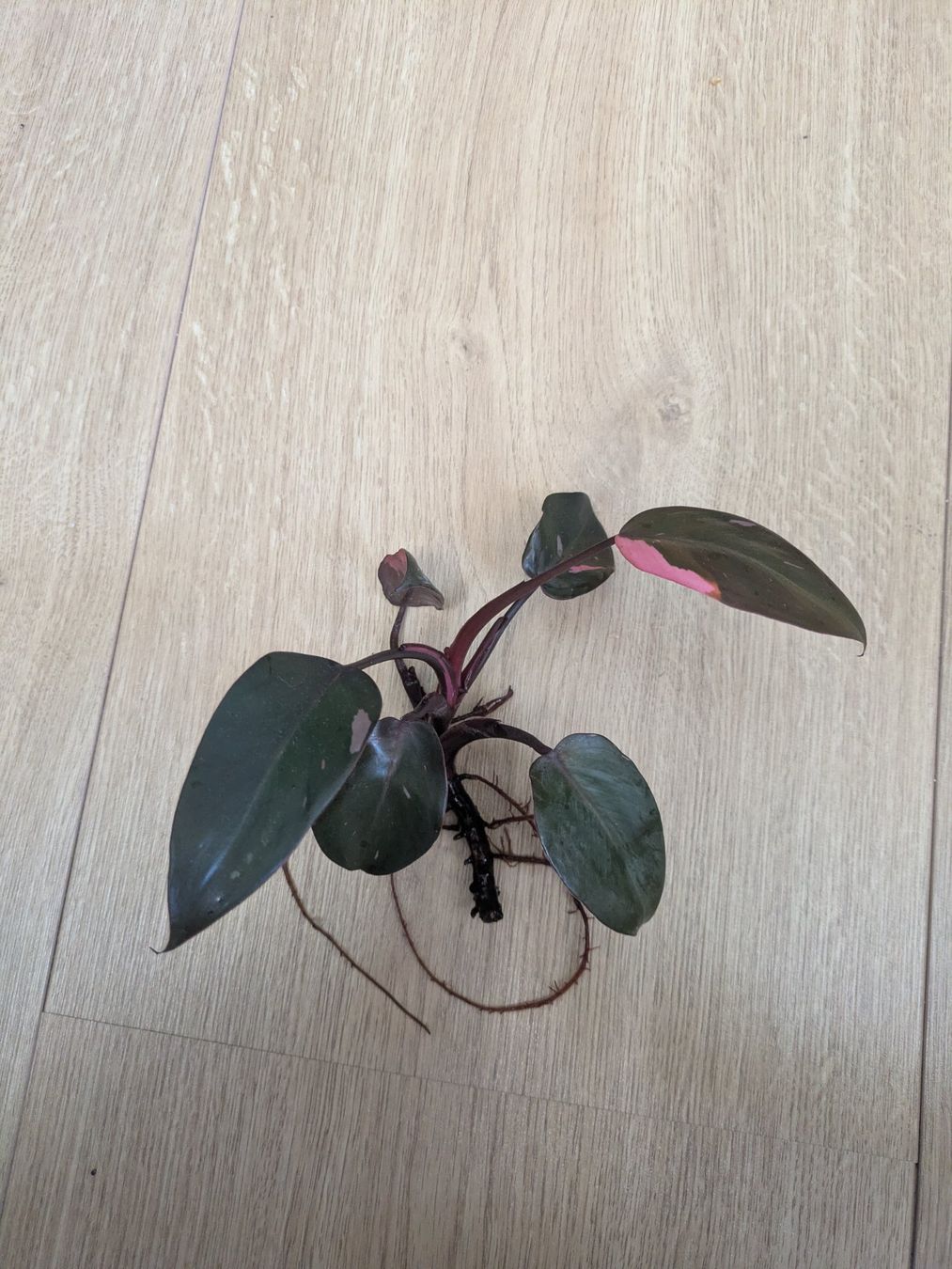 Piante & sementi: Philodendron Pink Princess - Rare – Usato da Winkel venduto da Kade50