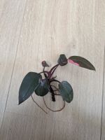 Philodendron Pink Princess - Rare
