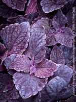 Burgundy Buntnessel (Coleus - Solenostemon scutellarioides)