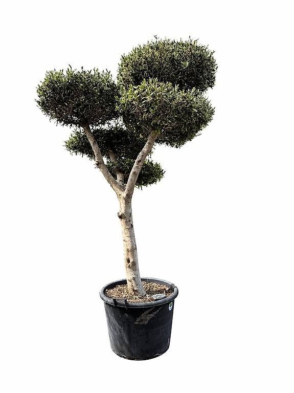 Piante & sementi: Olivenbaum "Pom-Pom 23 – Nuovo e nell'imballaggio originale da Zuckenriet venduto da Thur_Plant 1