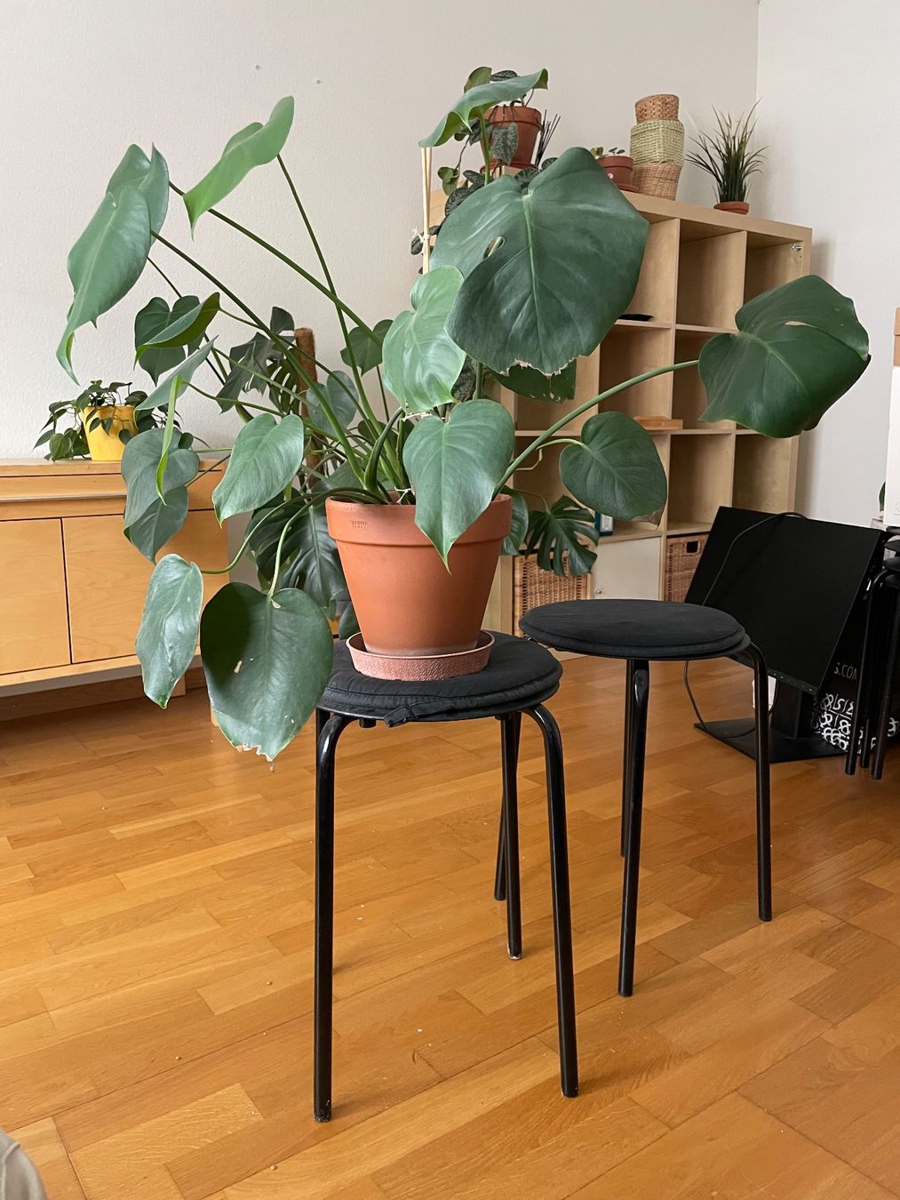 Ikea Hocker: 2 Ikea stools and 2 cushions – Gebraucht aus Zürich von carlaferico 1